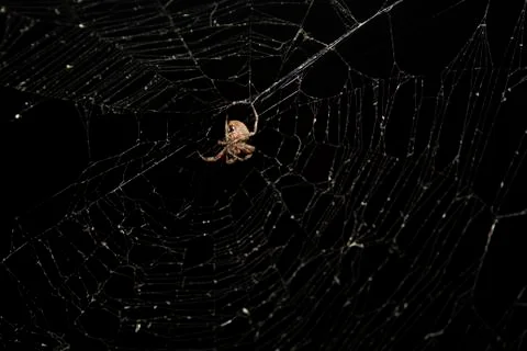Spider and Web Stock Photos