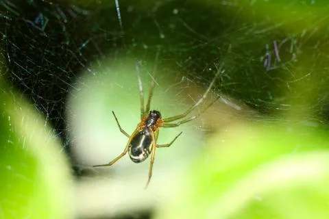 Spider and web Stock Photos
