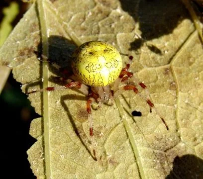 Spider and web Stock Photos
