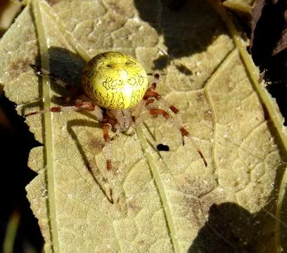 Spider and web Stock Photos