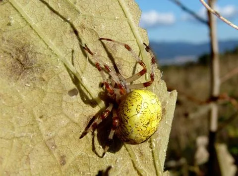 Spider and web Stock Photos