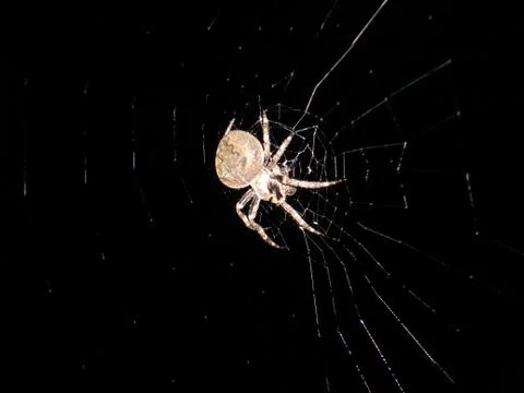 Spider and web Stock Photos