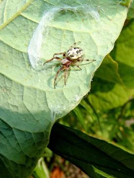 Spider and web Stock Photos