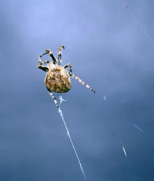 Spider and web Stock Photos