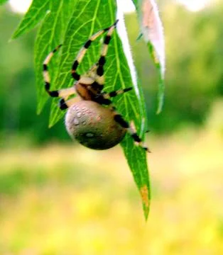 Spider and web Stock Photos