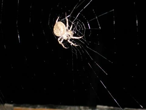 Spider and web Stock Photos