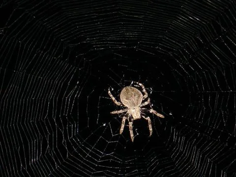 Spider and web Stock Photos