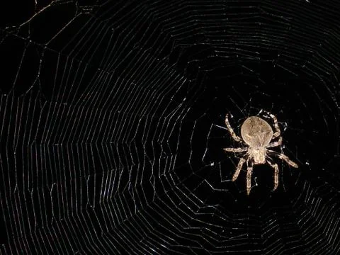 Spider and web Stock Photos