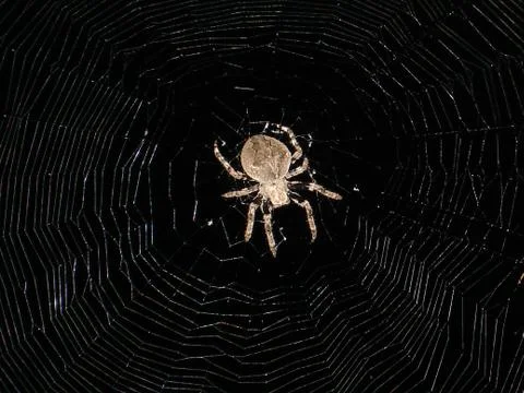 Spider and web Stock Photos