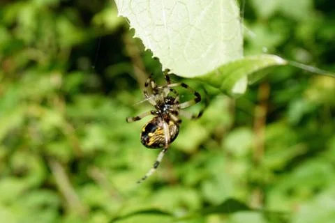 Spider and web Stock Photos