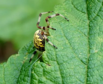 Spider and web Stock Photos