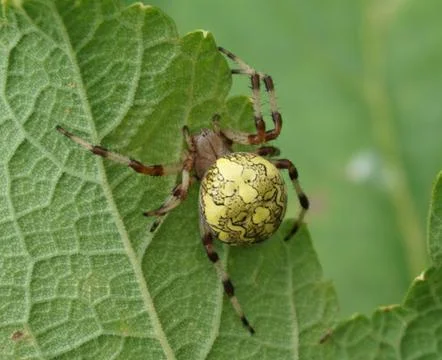 Spider and web Stock Photos