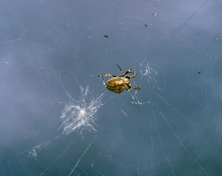 Spider and web Stock Photos