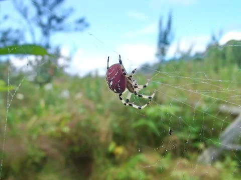 Spider and web Stock Photos