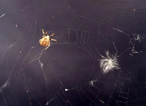 Spider and web Stock Photos