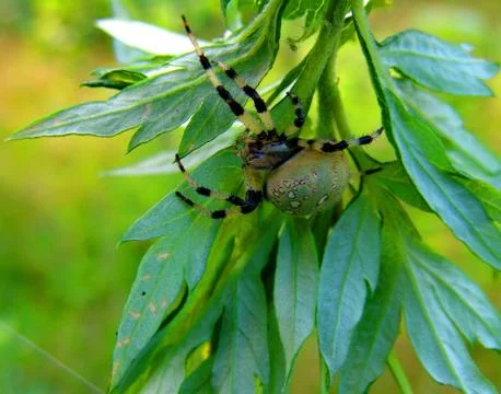 Spider and web Stock Photos