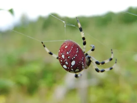 Spider and web Stock Photos