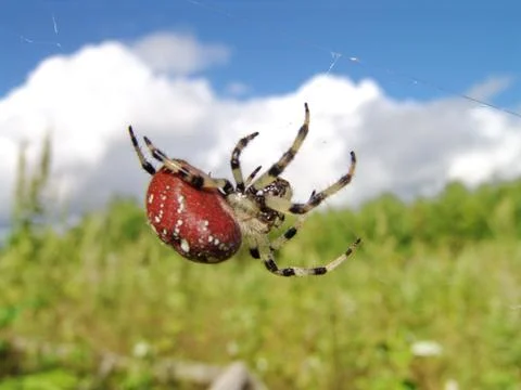 Spider and web Stock Photos