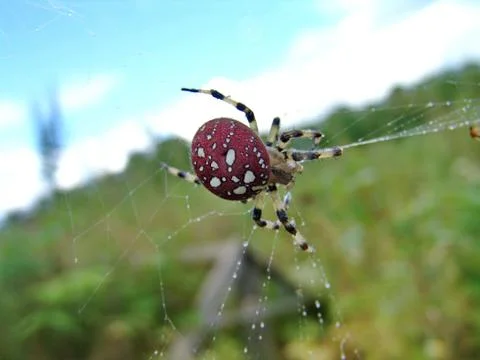Spider and web Stock Photos