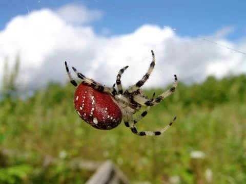 Spider and web Stock Photos