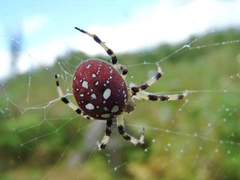 	Spider and web Stock Photos