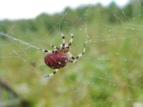 Spider and web Stock Photos