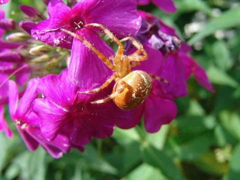 Spider and web Stock Photos