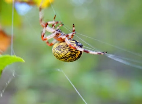 Spider and web Stock Photos