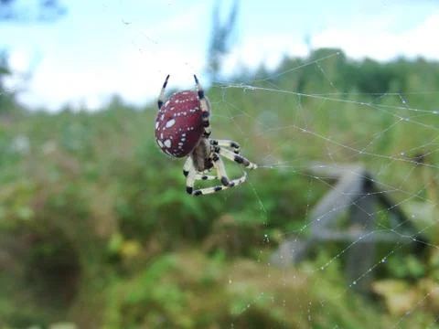 Spider and web Stock Photos