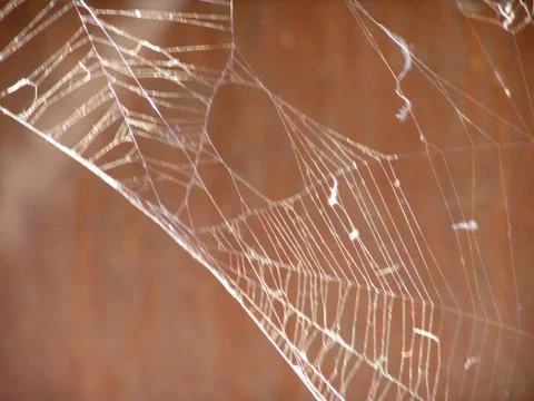 Spider and web Stock Photos