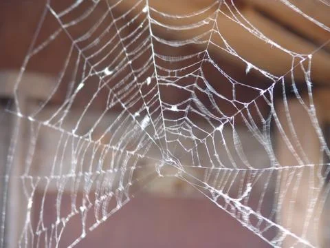Spider and web Stock Photos