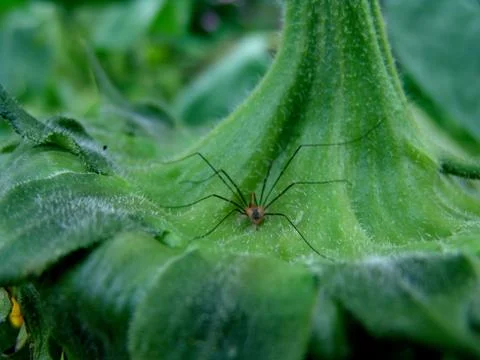 Spider and web Stock Photos