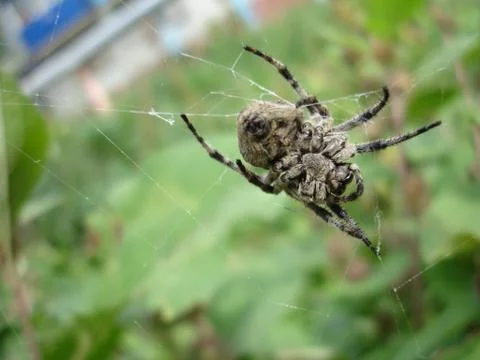 Spider and web Stock Photos