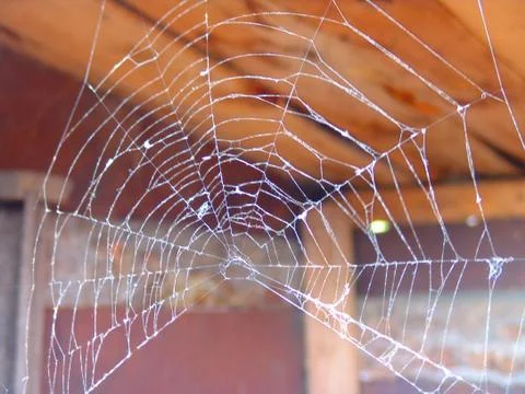 Spider and web Stock Photos