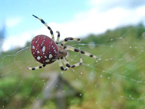Spider and web Stock Photos
