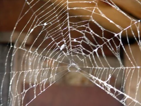 Spider and web Stock Photos