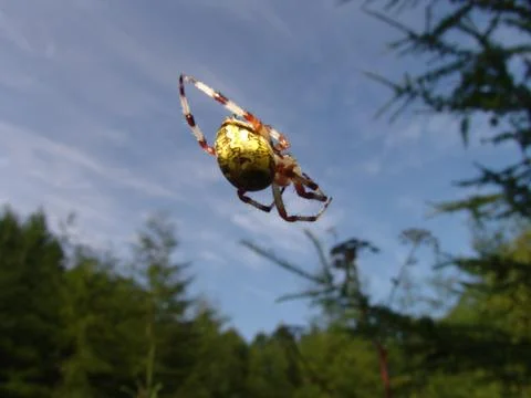 Spider and web Stock Photos