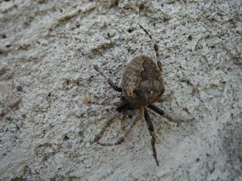Spider and web Stock Photos