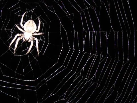 Spider and web Stock Photos