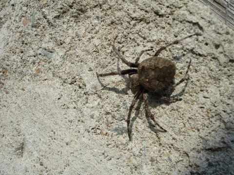 Spider and web Stock Photos