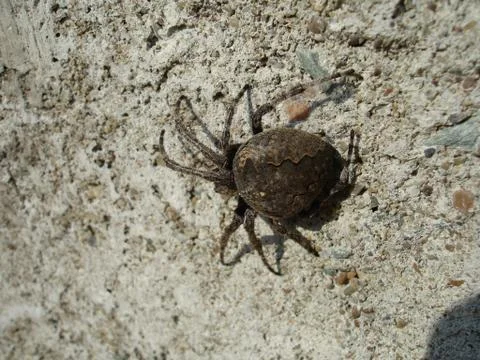 Spider and web Stock Photos