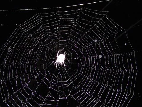 Spider and web Stock Photos
