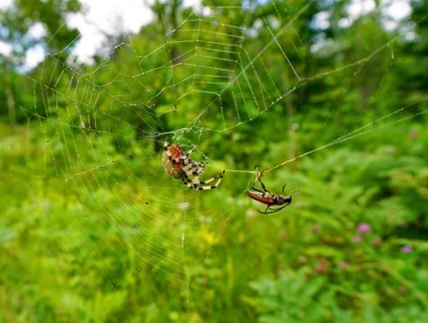 Spider and web Stock Photos