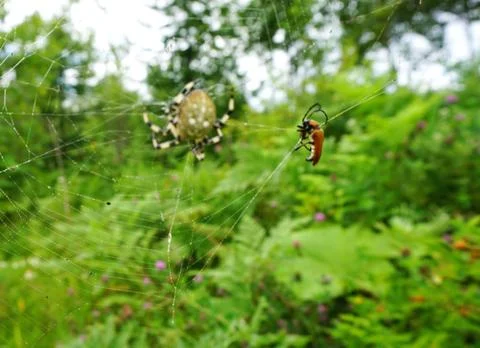 Spider and web Stock Photos