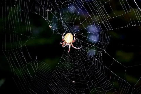 Spider and web Stock Photos