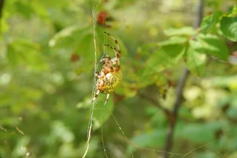Spider and web Stock Photos