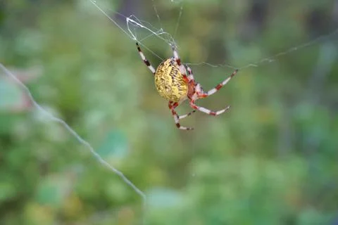 Spider and web Stock Photos