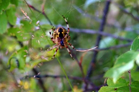 Spider and web Stock Photos
