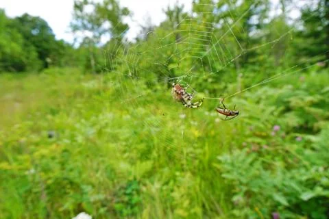 Spider and web Stock Photos