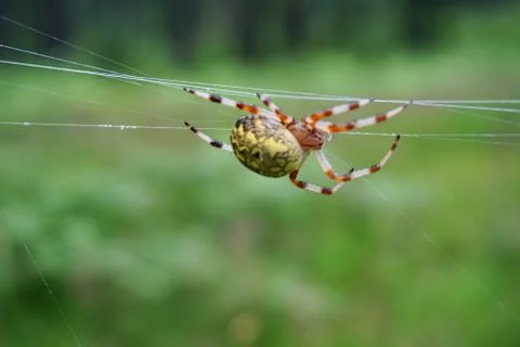 Spider and web Stock Photos